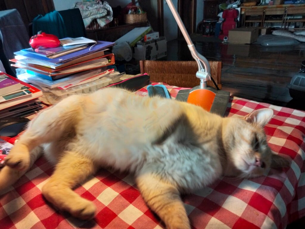 Mi gato Copito