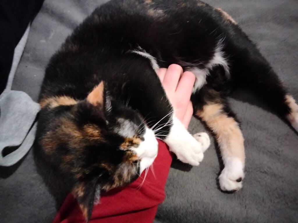 Mi gata Peca