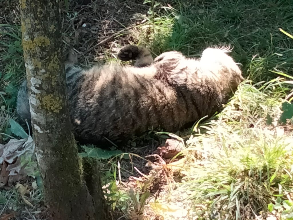 El gato de la calle Pardo